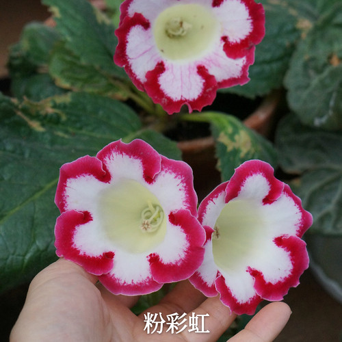 单瓣大岩桐自收种子夏季耐热花卉易活室内阳台满25包邮 - 图2