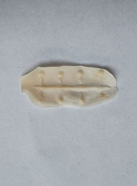 仿真伤疤贴特效化妆道具乳胶白胶零件万圣节脸部妆容刀伤口疤痕贴