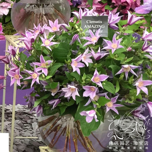 伟伟园艺 铁线莲星之河流/蓝色河流/蓝色回旋/蓝色感想 直立切花 - 图0