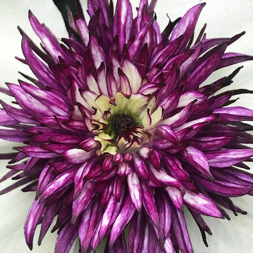 伟伟园艺 铁线莲幻紫 双色重瓣 F系经典四季开花盆栽庭院阳台露台 - 图3