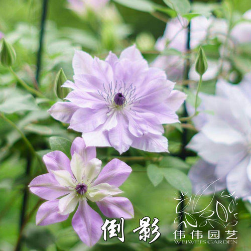 伟伟园艺 新世界系列铁线莲-倒影紫水晶月亮舰F系新品小苗 - 图0
