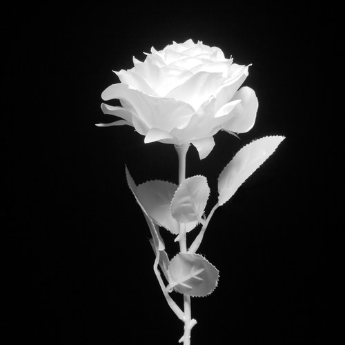黑色仿真玫瑰花 黑暗jk写真拍照摄影道具 哥特黑玫瑰假花花束装饰 - 图2