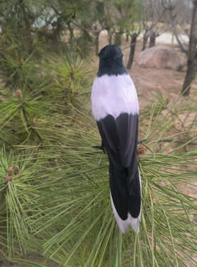 仿真羽毛动物鸟黑头奇鹛黑耳奇鹛模型拍摄布置道具园林装饰品摆件