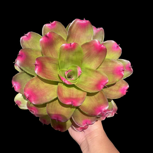 大型积水凤梨雨林植物红叶生态造景植物多款雨林缸绿植水陆景观花 - 图1