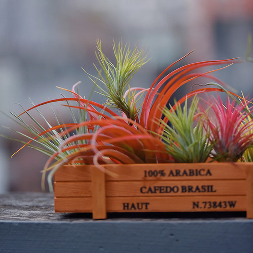 空气凤梨植物木盒组合花卉无土绿植桌面盆栽多款多肉喷水就活礼物 - 图2