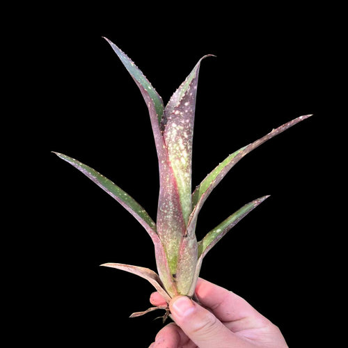 小型B属积水凤梨植物雨林景缸生态瘦高绿植可盆栽爬宠水陆缸造景 - 图3