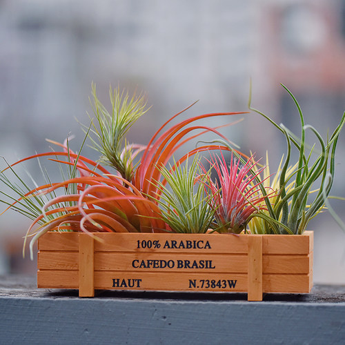 空气凤梨植物木盒组合花卉无土绿植桌面盆栽多款多肉喷水就活礼物 - 图0