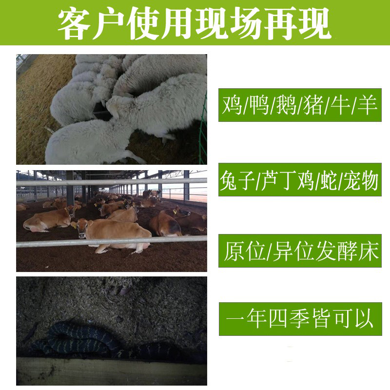 启明生物养殖猪牛羊蛇宠物芦丁鸡舍发酵床菌种养鸡em菌剂鸭鹅干撒 - 图1