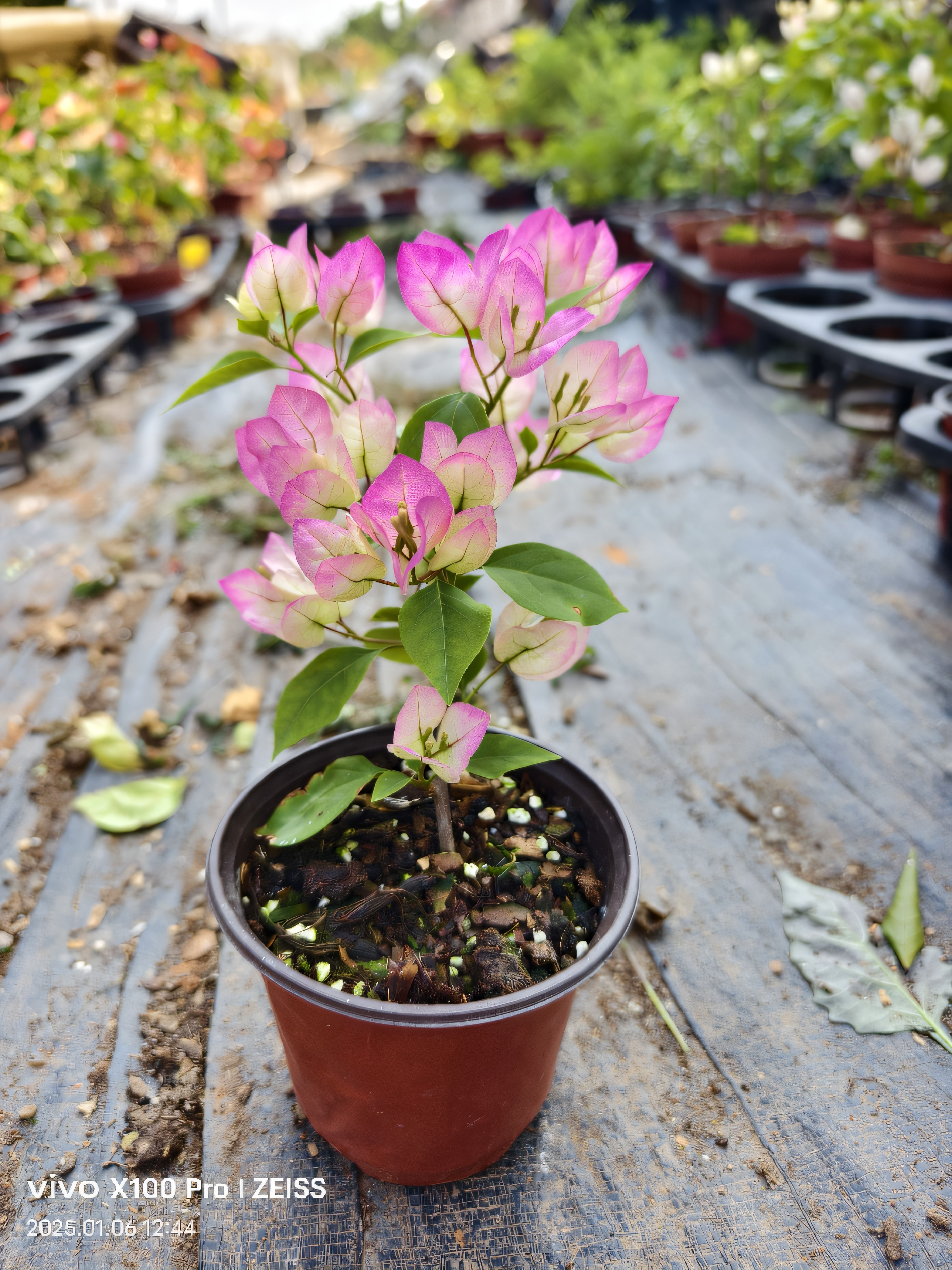绿樱三角梅 三角梅绿樱盆栽带花四季三角梅开花小苗牙签苗原盆 - 图1