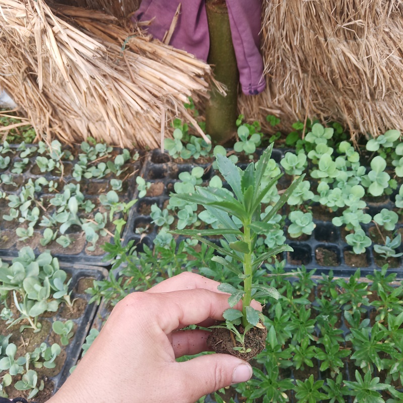 养心菜苗止痒草 景天三七阳台盆栽救心菜 保健特色菜植物非常好养 - 图3