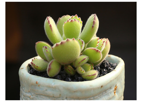 熊童子多肉植物群生多头老桩熊掌熊爪肉肉阳台室内绿植花卉盆栽 - 图0