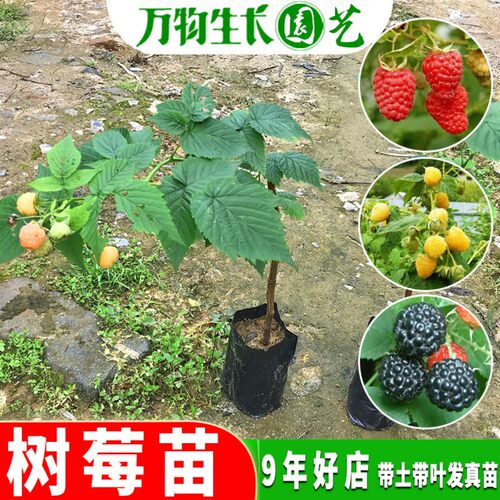 树莓苗当年结果红黄树莓苗南北方阳台庭院盆栽草莓覆盆子种植果树 - 图0
