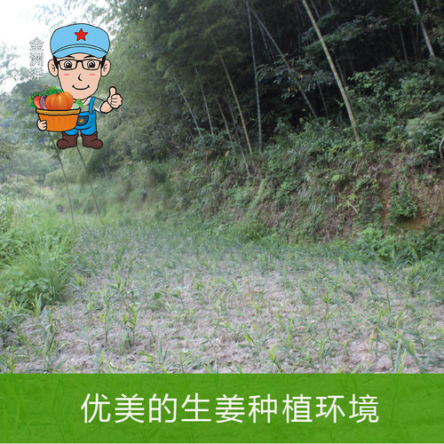 江西保护区深山老品种小黄姜 土品种月子姜自留种老姜辛辣500g - 图3