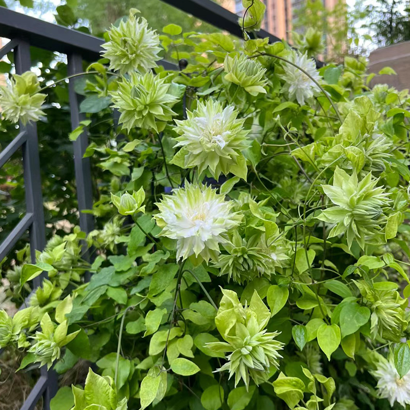 风之森林铁线莲花苗盆栽重瓣爬藤绿植物阳台庭院攀援花卉花色素雅 - 图0