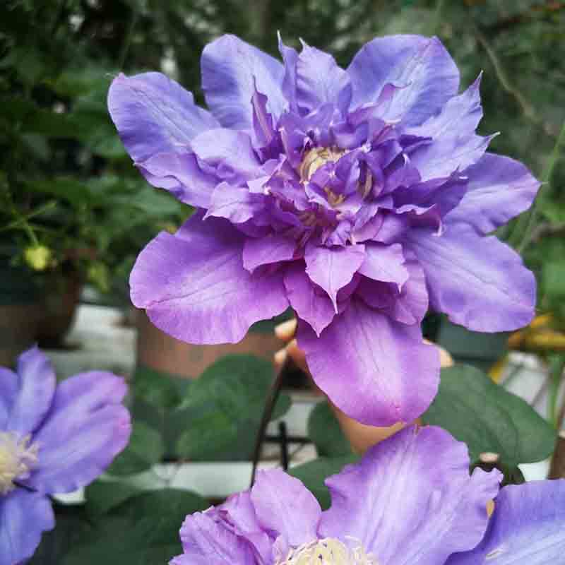 薇安铁线莲花苗爬藤花卉植物重瓣大花藤本花卉庭院爬墙无刺四季花 - 图0