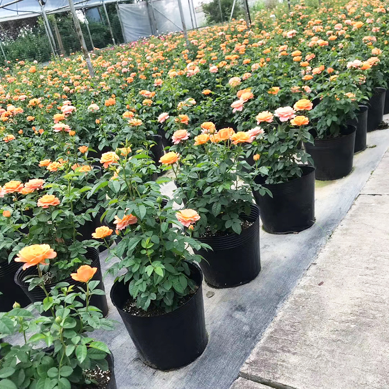 果汁阳台月季大苗带花苞欧月灌木大花多季丰花花卉勤花植物室内庭 物联网设备 物联网传感器 智能家居及智能设备商城 果汁阳台月季大苗带花苞欧月灌木大花多季丰花花卉勤花植物室内庭 物联网设备 物联网传感器 智能家居及智能设备商城