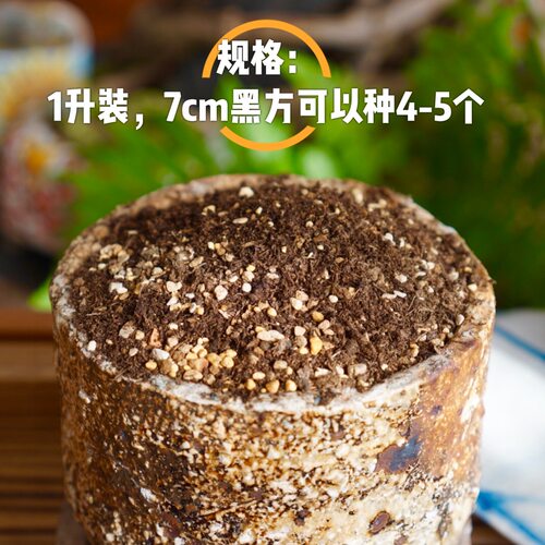 队长家 韩国进口多肉播种叶插育苗泥炭土 生石花肉锥专用营养土 - 图0