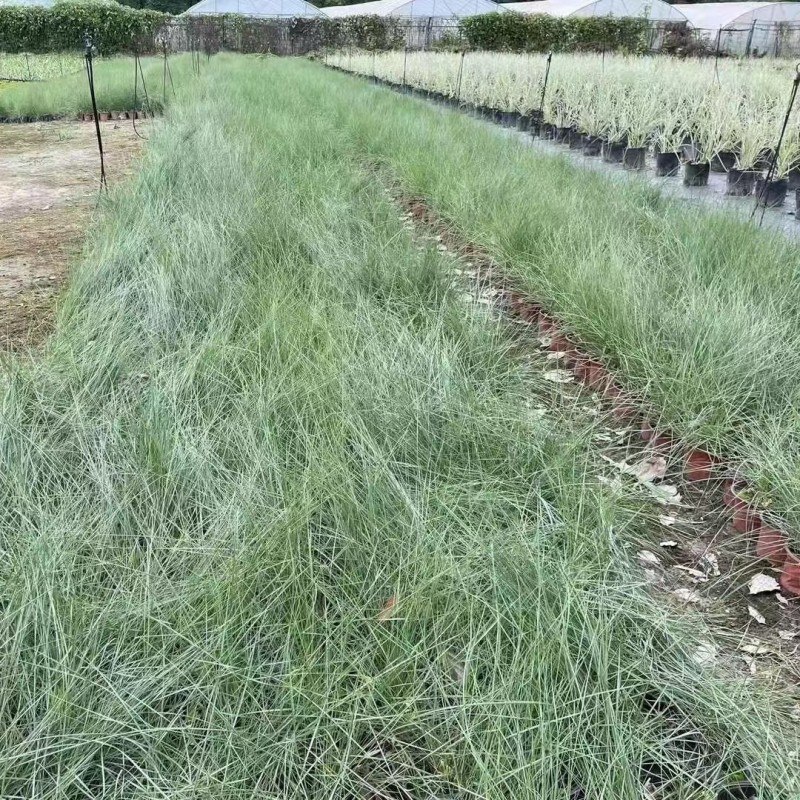 粉黛乱子草苗子苦草苗花菸草苗千屈菜鸢尾苗血草苗香根草苗工程水 - 图0