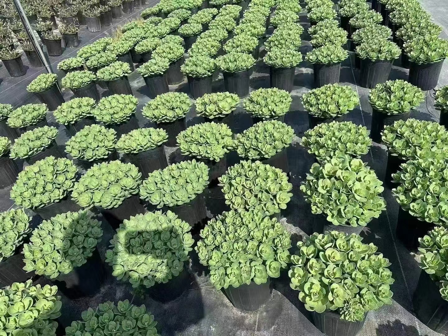 成都基地八宝景天盆栽多肉植物花园庭院工程阳台多年生防蚊虫止痒 - 图1