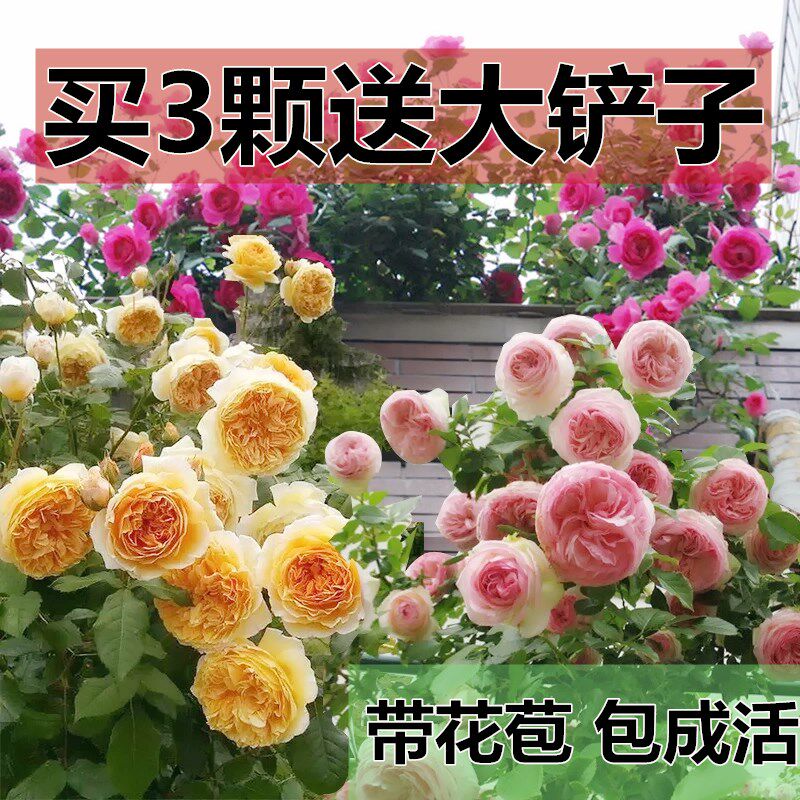 爬藤蔷薇花苗大苗带花苞藤本月季四季开花庭院阳台花卉盆栽浓香 尚学习吧