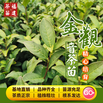 Golden Guanyin Tea Seedling Fujian Oolong Tea Sapling High Aroma Black Tea Large Red Robe Iron Guanyin Tea Seedling Base