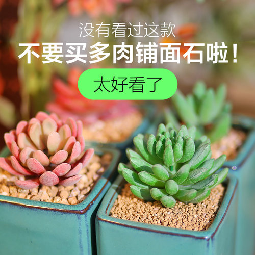 黄金软麦饭石铺面石多肉专用颗粒土花盆绿植养花种花盆栽种植通用 - 图1