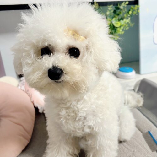 宠物发饰可爱蝴蝶结夹子狗狗发夹猫咪头饰装饰品发型泰迪比熊布偶 - 图1