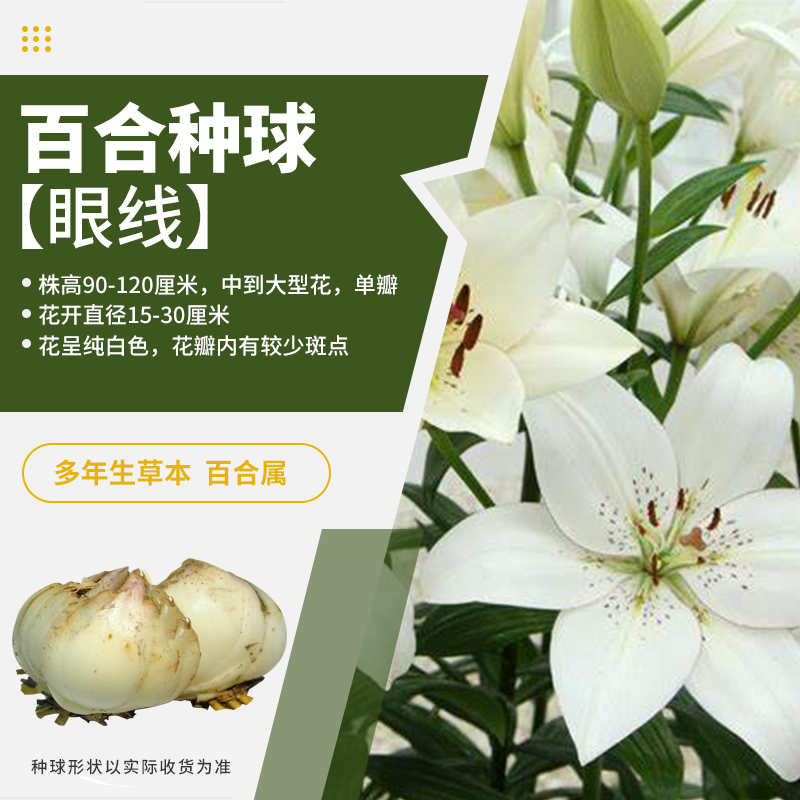 农科院香水百合花种球大重瓣四季开花多年生阳台植物盆栽花卉种子-图1