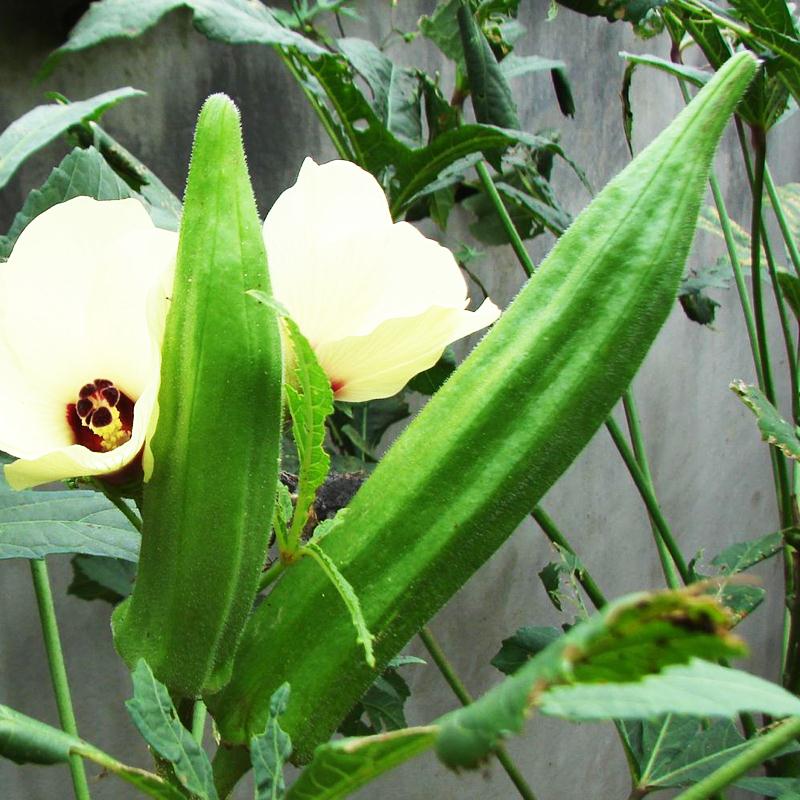 黄秋葵种子红秋葵种子菜芙蓉种子 四季阳台盆栽蔬菜种子菜籽