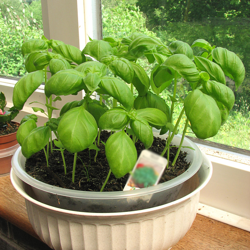 薄荷种子荆芥香草罗勒紫苏小茴香芹香菜香椿四季阳台盆栽室内蔬菜