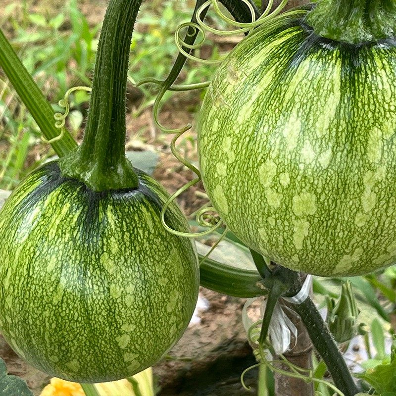 农科院南瓜种子嫩南瓜贝贝南瓜蜜本南瓜观赏玩具南瓜易种蔬菜籽孑,淘宝优惠券,粉丝福利购,淘宝优惠卷