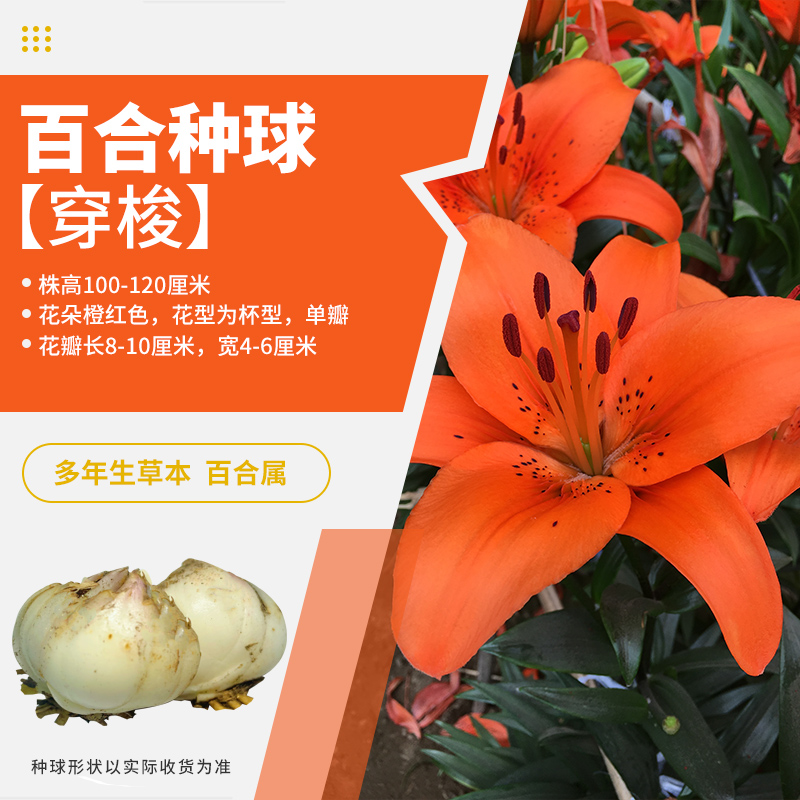 农科院香水百合花种球大重瓣四季开花多年生阳台植物盆栽花卉种子-图2