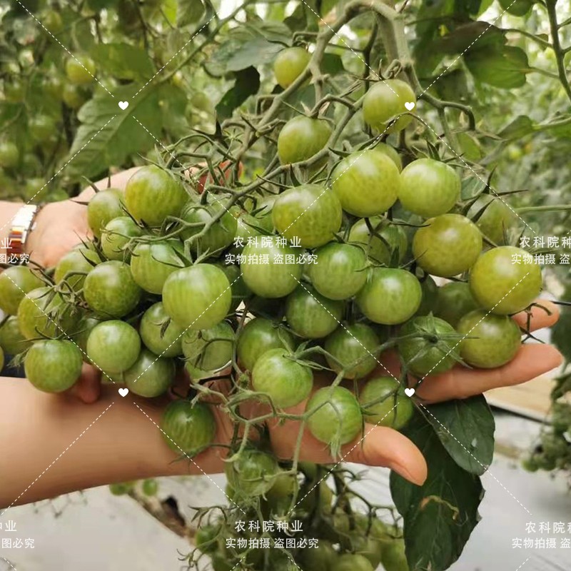 京研小番茄种子樱桃西红柿千禧圣女果小柿子农科院易种蔬菜种籽孑