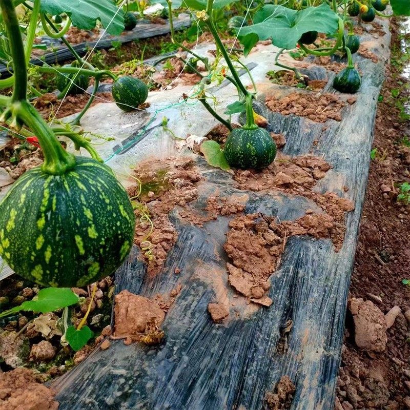 农科院南瓜种子嫩南瓜贝贝南瓜蜜本南瓜观赏玩具南瓜易种蔬菜籽孑,淘宝优惠券,粉丝福利购,淘宝优惠卷