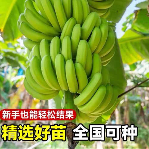 矮化香蕉树苗芭蕉粉蕉苹果蕉小米蕉红美人当年结果盆栽地栽带土 - 图0