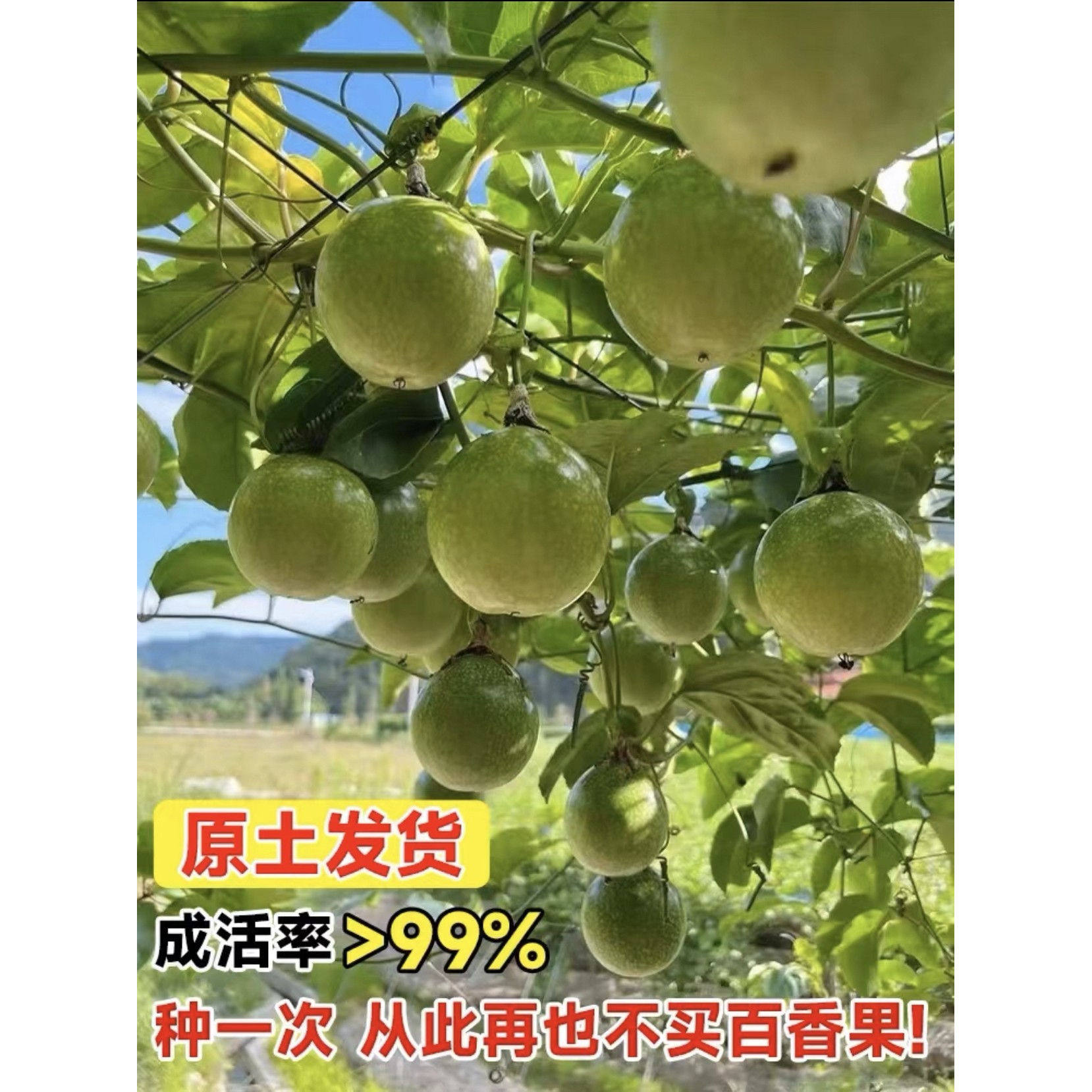 纯甜新品种黄金9号百香果树苗嫁接苗四季爬藤结果大苗阳台盆栽,淘宝优惠券,粉丝福利购,淘宝优惠卷