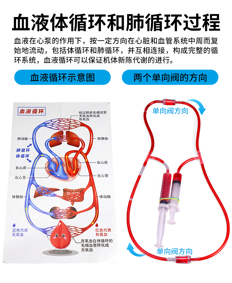 心脏物理生物实验毛细血管人体血液循环模型 DIY科学实验器材制作-图2