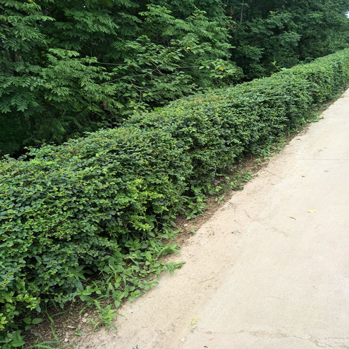 小叶女贞树苗四季常青不落叶抗寒绿篱围墙别野庭院金叶女贞易成活