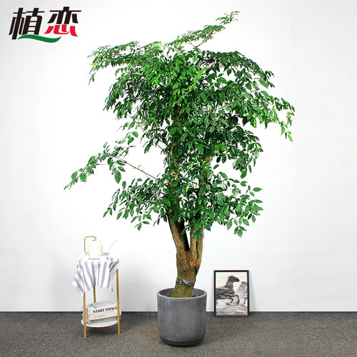 幸福树室内大盆景盆栽开业送礼植物走廊前台接待绿植 宁波慈溪 - 图3