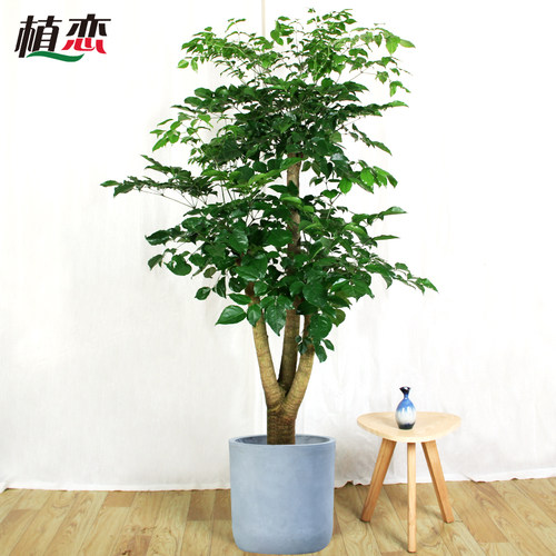 幸福树室内大盆景盆栽开业送礼植物走廊前台接待绿植 宁波慈溪 - 图0