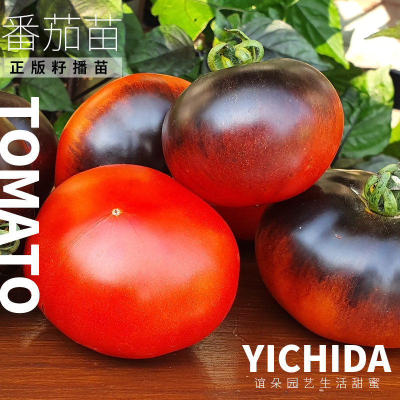 【番茄苗】YICHIDA进口品种小苗盆栽小番茄苗传家宝蔬菜西红柿苗,淘宝优惠券,粉丝福利购,淘宝优惠卷