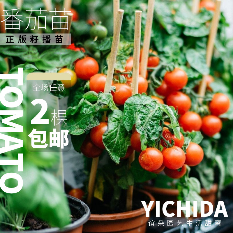 【番茄苗】YICHIDA进口品种小苗盆栽小番茄苗传家宝蔬菜西红柿苗,淘宝优惠券,粉丝福利购,淘宝优惠卷