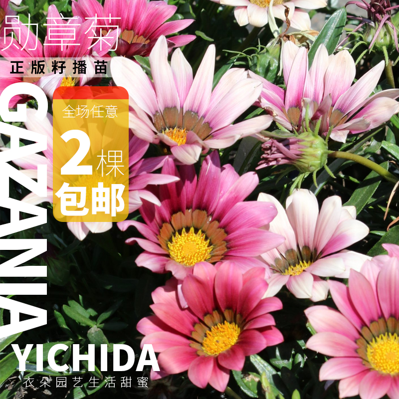 YICHIDA正版进口籽播勋章菊苗穴盘小苗多年生耐热新日笑吻菊花-图0