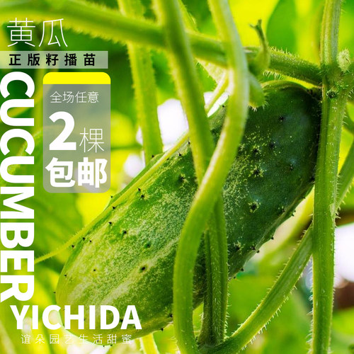 【黄瓜苗】YICHIDA进口品种黄瓜小苗传家宝蔬菜水果黄瓜 - 图3