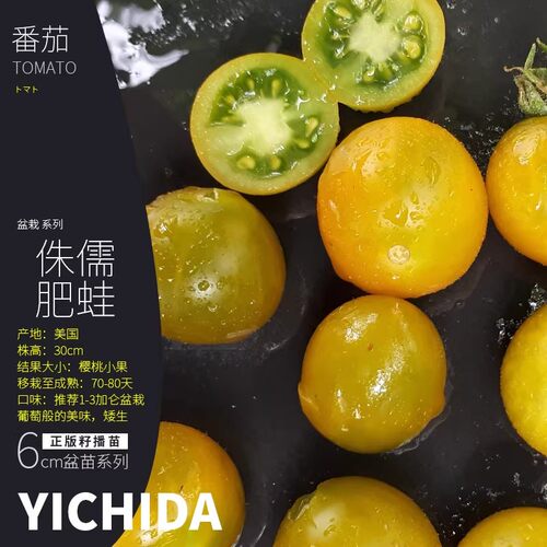矮生番茄苗YICHIDA进口品种小苗盆栽小番茄苗传家宝蔬菜西红柿苗 - 图3