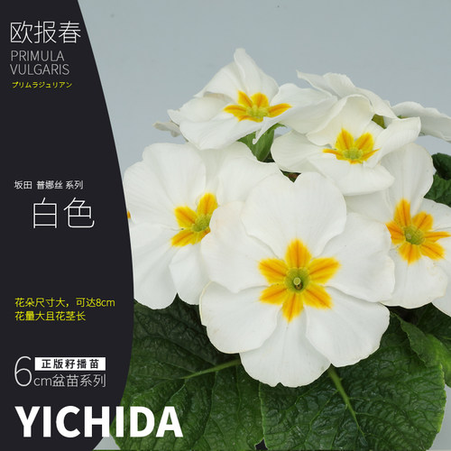 YICHIDA欧报春正版籽播欧洲报春花秋冬春耐寒花卉草本花苗小苗 - 图1