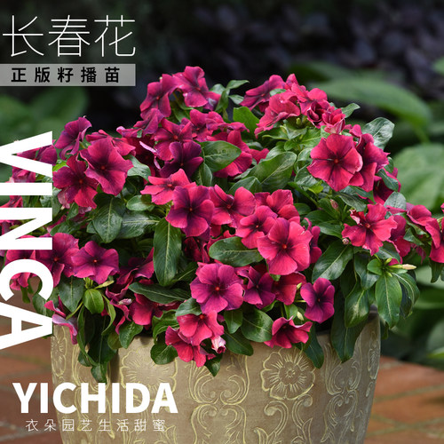 YICHIDA长春花苗籽播垂吊直立金盏草日日新小苗地中海刺青大力神 - 图1