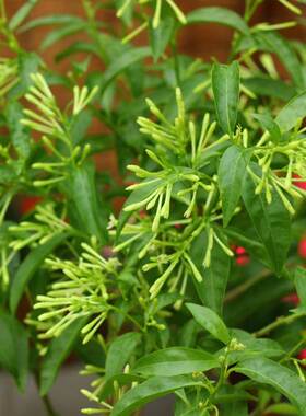 夜来香花树苗盆栽浓香阳台庭院盆栽苗植物室内外四季绿植浓香花卉