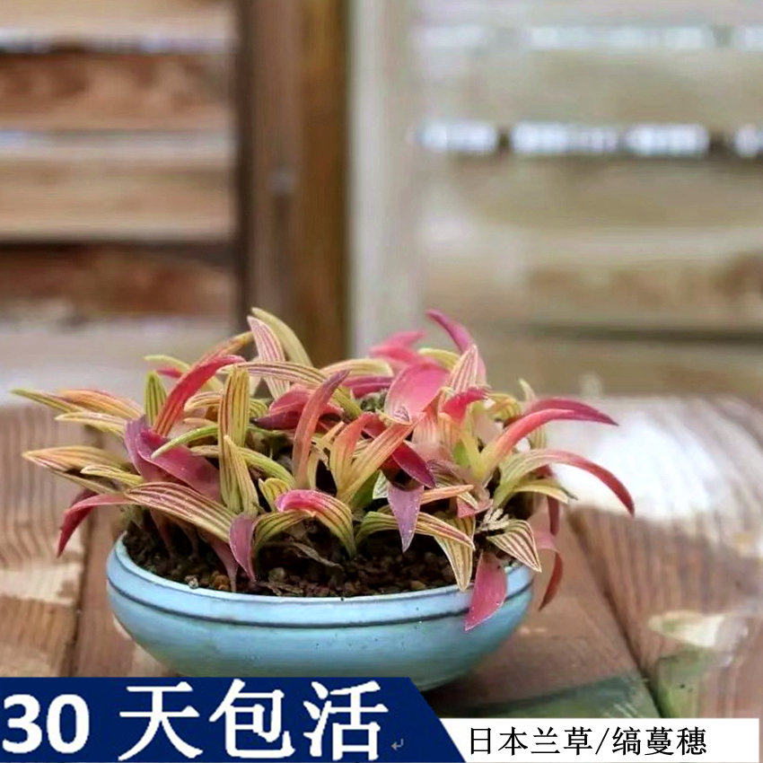 一朵基地缟蔓穗日本进口山野草兰花草平行线油点百合缟缦穗稿麦穗 一朵alice 淘优券