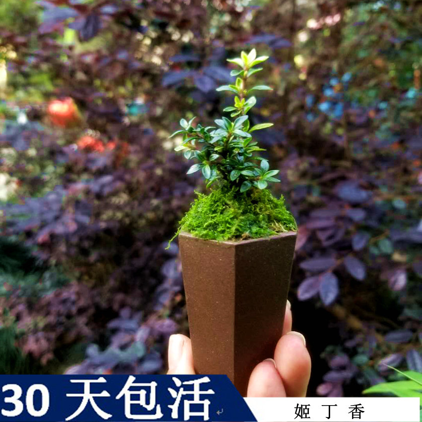 八房姬丁香日本开花盆景素材掌上盆景苗窗台阳台桌面绿植迷你可爱-图0